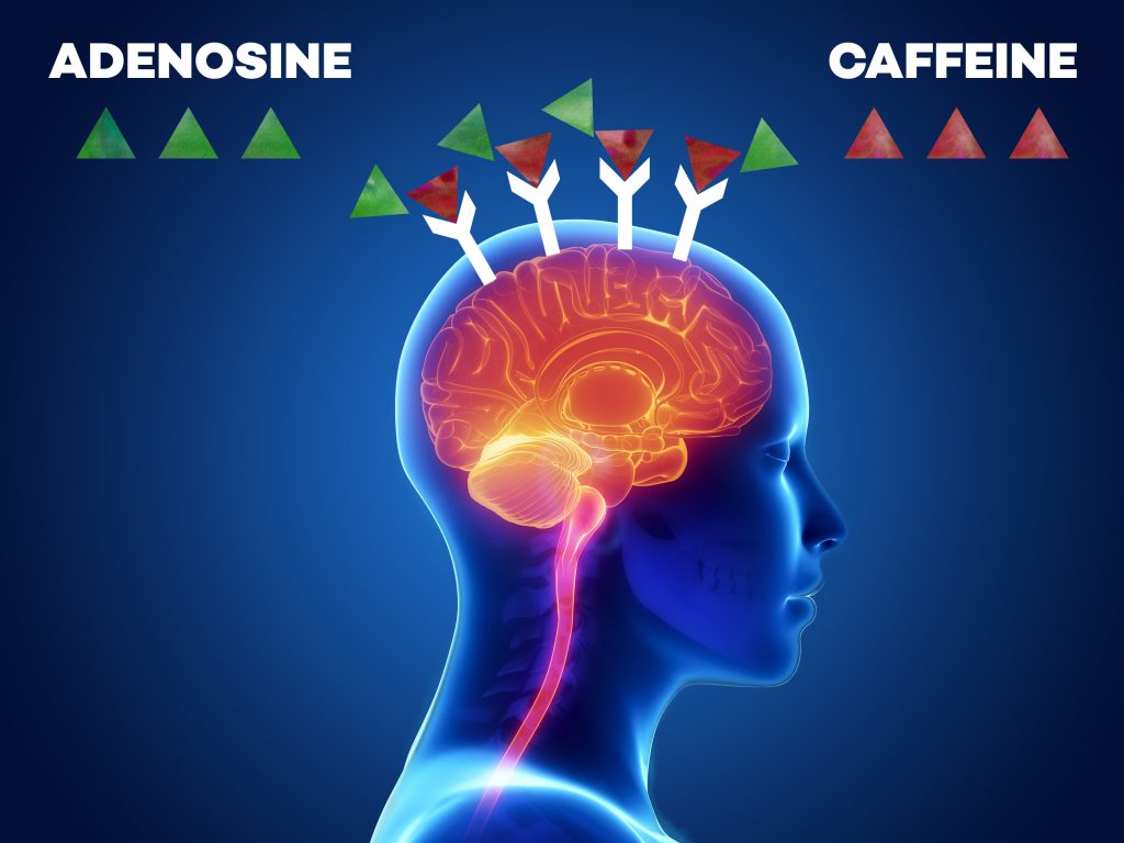Image of caffeine and adenosine fighting over adenosine receptors after consumption of coffee
