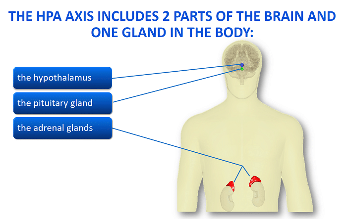 Infographic of the HPA Axis │ Why Stress Causes Fatigue and How To Fix It, www.theenergyblueprint.com