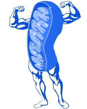 Increase Mitochondrial Health - Benefits Of Saunas