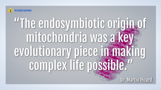 Dr. Martin Picard on How Our Understanding Of Mitochondria Has